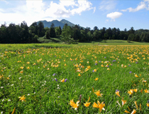 燧ヶ岳 | ７月 ニッコウキスゲと大江川湿原