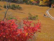 裏林道 | 新緑や紅葉の頃がおすすめです