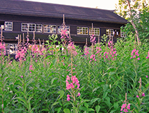 Fireweed