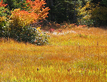尾瀬沼一周 | １０月上旬　輝く草紅葉