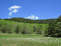 大江川湿原 | ５月下旬から水芭蕉