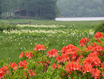 Oegawa Marsh | Early July Japanese Azaleas