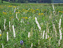 Oegawa Marsh | Mid August Bugbanes, Aconites, etc