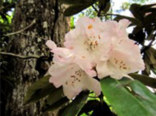 ６月下旬 花盛り