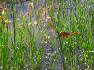 
７月上旬 カキツバタ