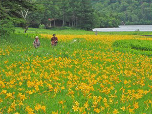 ７月下旬 キスゲ満開