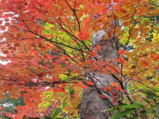 10月上旬 紅葉